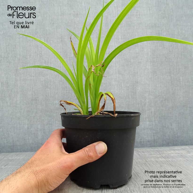 Example of Hémérocalle Mildred Mitchell - Lis d'un Jour  Pot de 2L/3L as you get in printemps