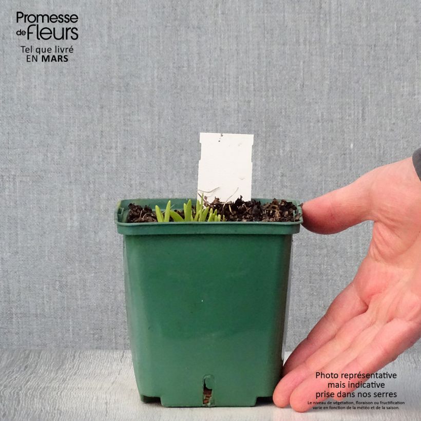 Example of Hemerocalle Mini Stella - Lis d'un jour jaune vif Pot de 1L/1,5L as you get in printemps