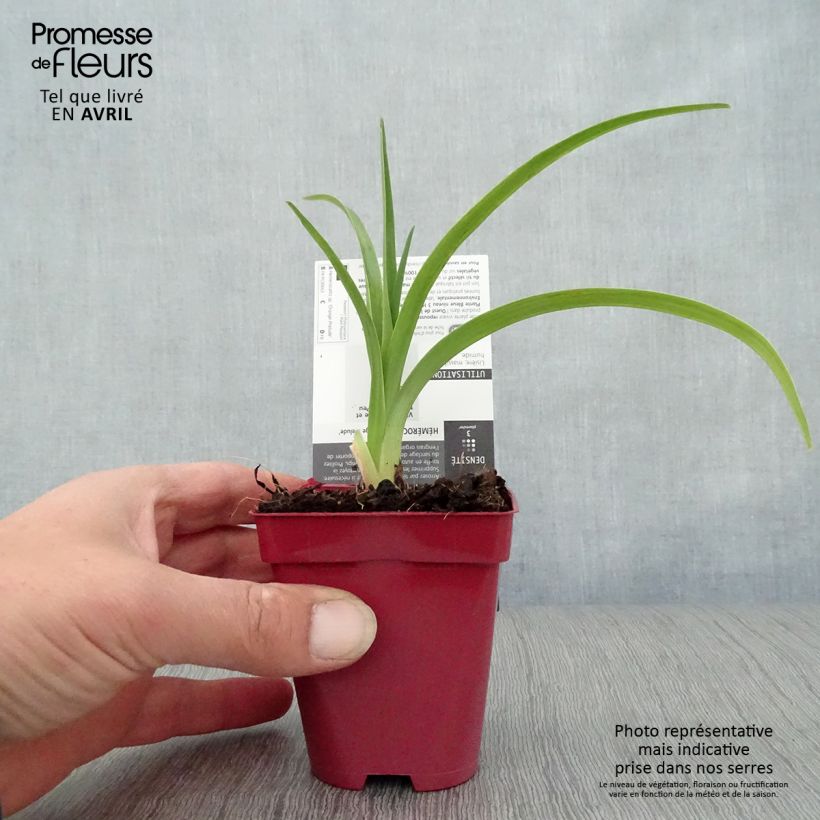 Spécimen de Hémérocalle Orange Prelude - Lis d'un jour orange vif Godet de 8/9 cm tel que livré au printemps