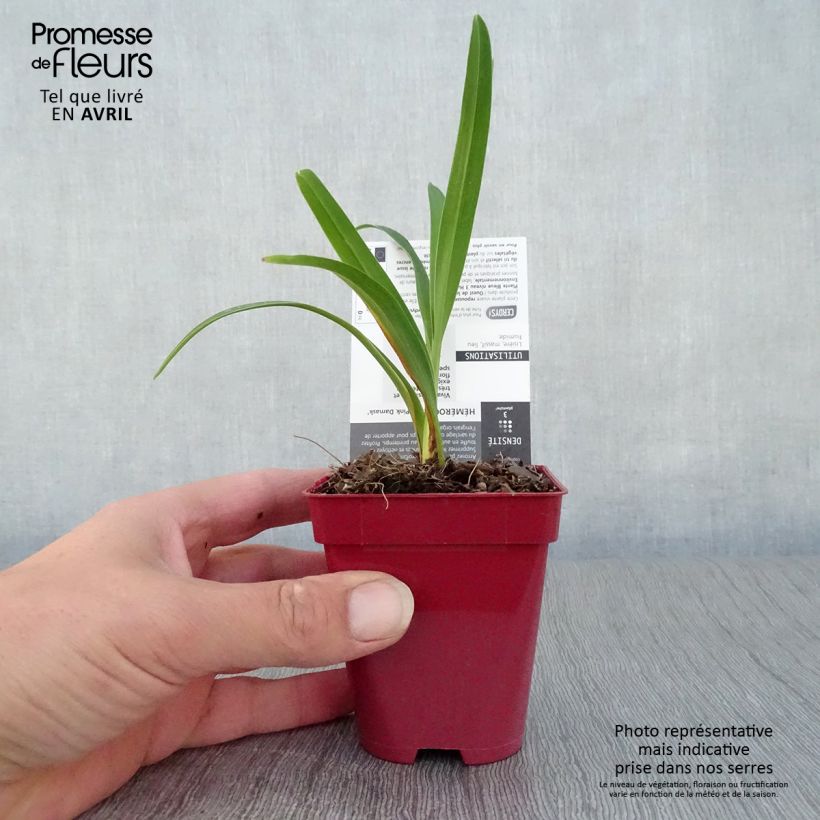 Example of Hémérocalle Pink Damask - Lis d'un jour Godet de 8/9 cm as you get in printemps