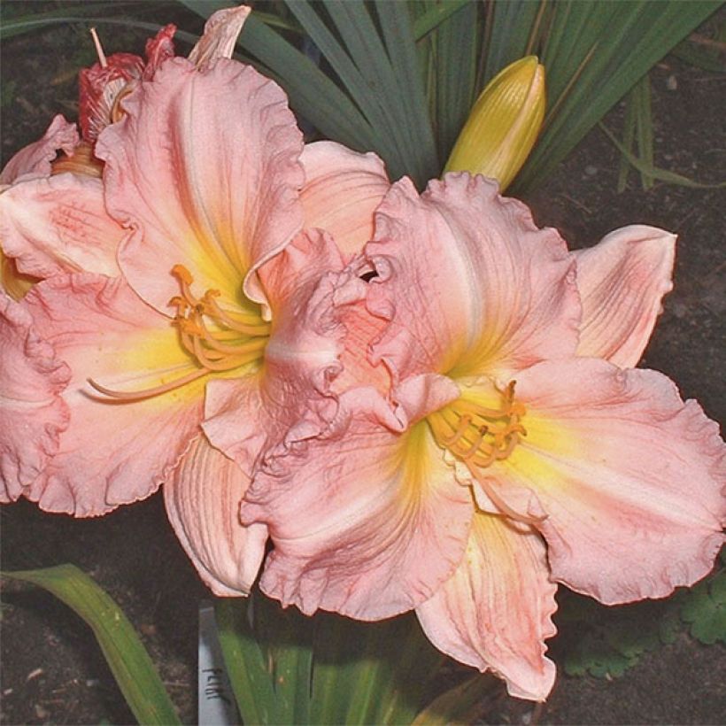 Hémérocalle Pink Flirt - Lis d'un jour rose tendre et blanc. (Floraison)