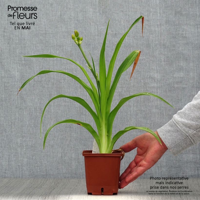 Spécimen de Hémérocalle Poogie Pot de 1L/1,5L tel que livré au printemps
