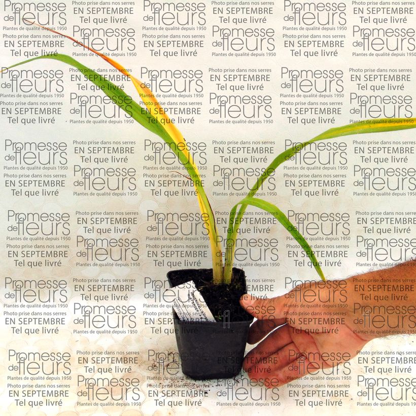 Exemple de spécimen de Hémérocalle Ruby Spider - Lis d'un jour rouge rubis et jaune. Godet de 8/9 cm tel que livré