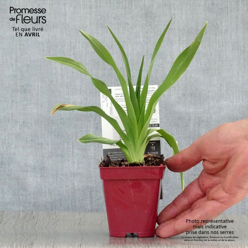 Example of Hémérocalle Siloam Double Classic Godet de 8/9 cm as you get in printemps