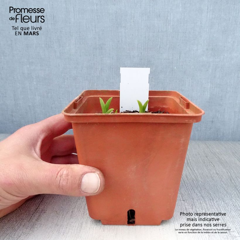 Example of Hémérocalle Snowy Eyes - Lis d'un jour crème et pourpre Pot de 1L/1,5L as you get in printemps