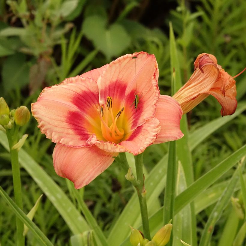 Hémérocalle Strawberry Candy - Lis d'un jour (Floraison)