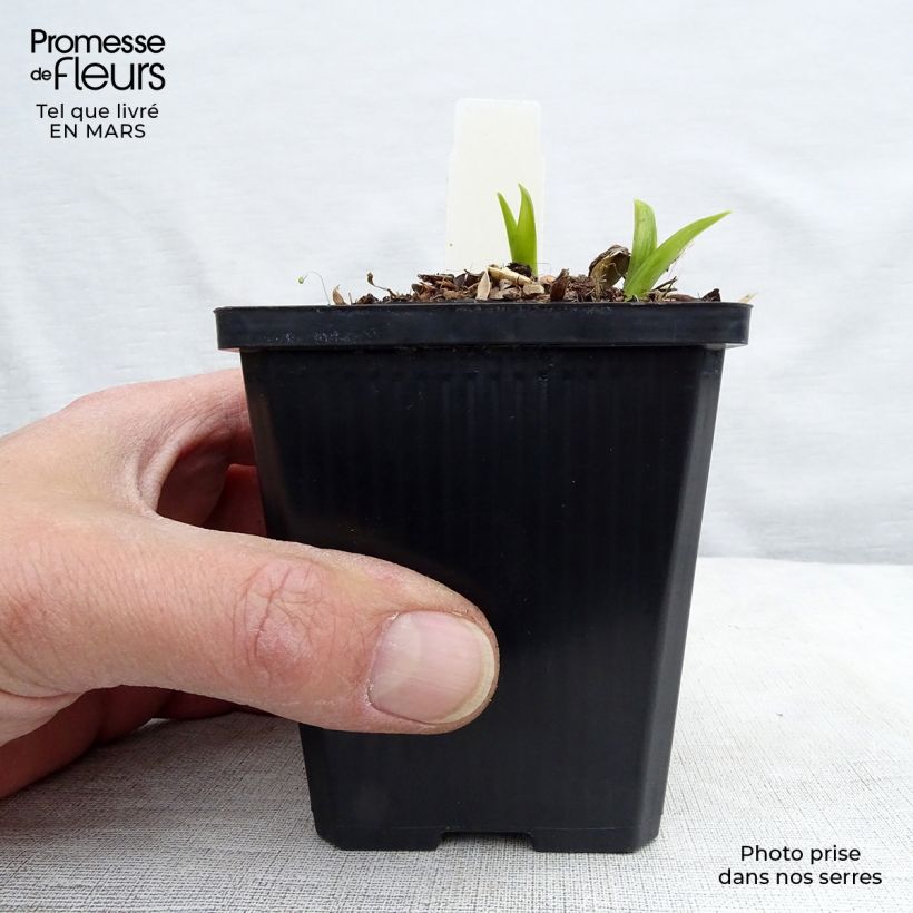 Example of Hémérocalle citrina - Lis d'un Jour Godet de 8/9 cm as you get in printemps