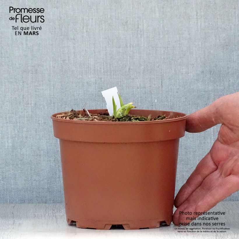 Example of Hémérocalle citrina - Lis d'un Jour Pot de 2L/3L as you get in printemps