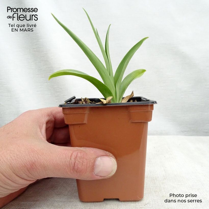 Spécimen de Hémérocalle comestible BIO - Hemerocallis 'Buttercup' - Lis d'un jour Godet de 8/9 cm tel que livré en hiver