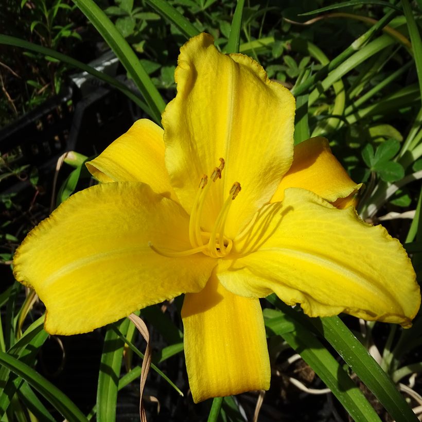 Hémérocalle comestible BIO - Hemerocallis 'Buttercup' - Lis d'un jour (Flowering)