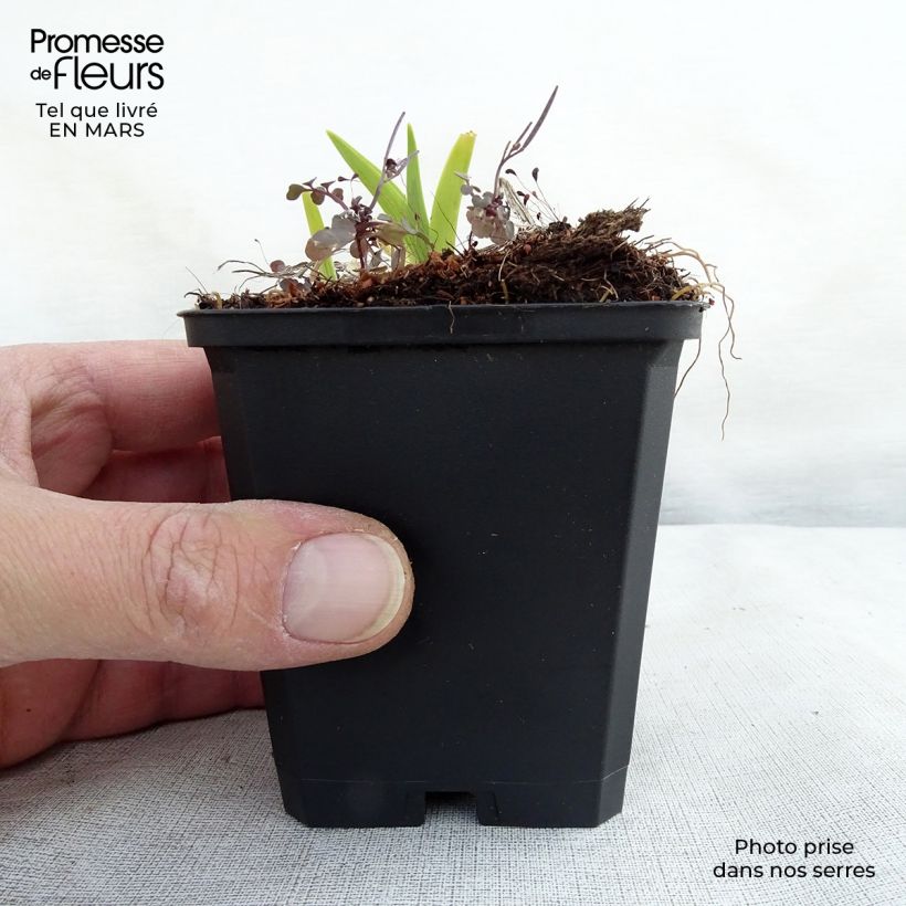 Example of Hémérocalle fulva - Lis d'un jour Godet de 8/9 cm as you get in printemps