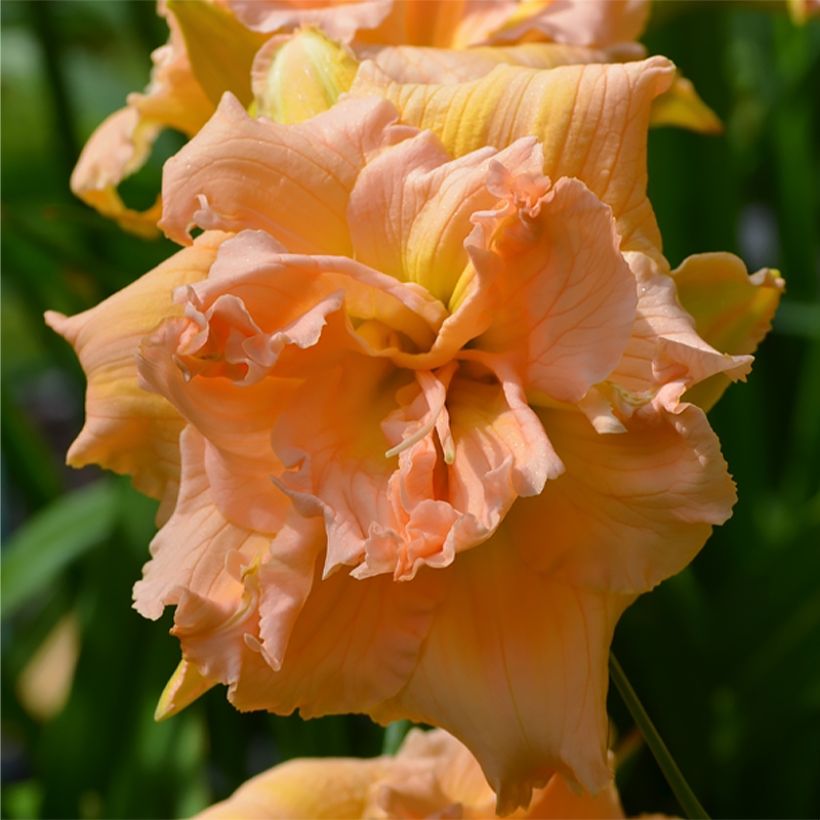 Hémérocalle In Excess - Lis d'un jour (Floraison)