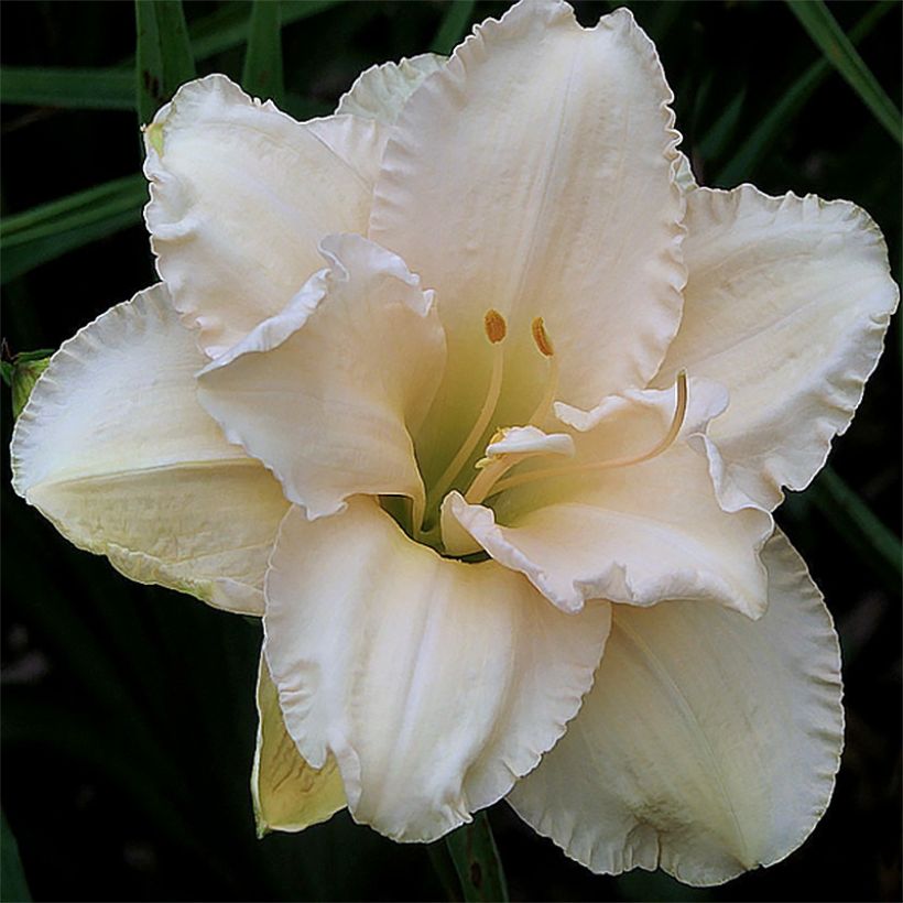 Hémérocalle Land of Cotton - Lis d'un jour (Floraison)