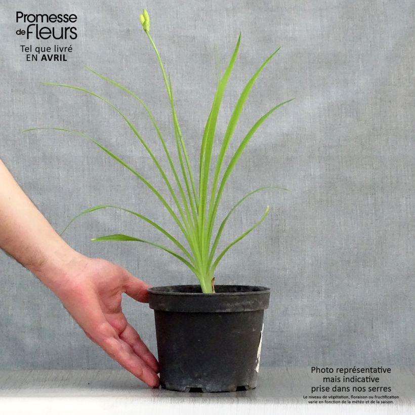 Example of Hémérocalle middendorffii - Lis d'un jour orange Pot de 2L/3L as you get in printemps