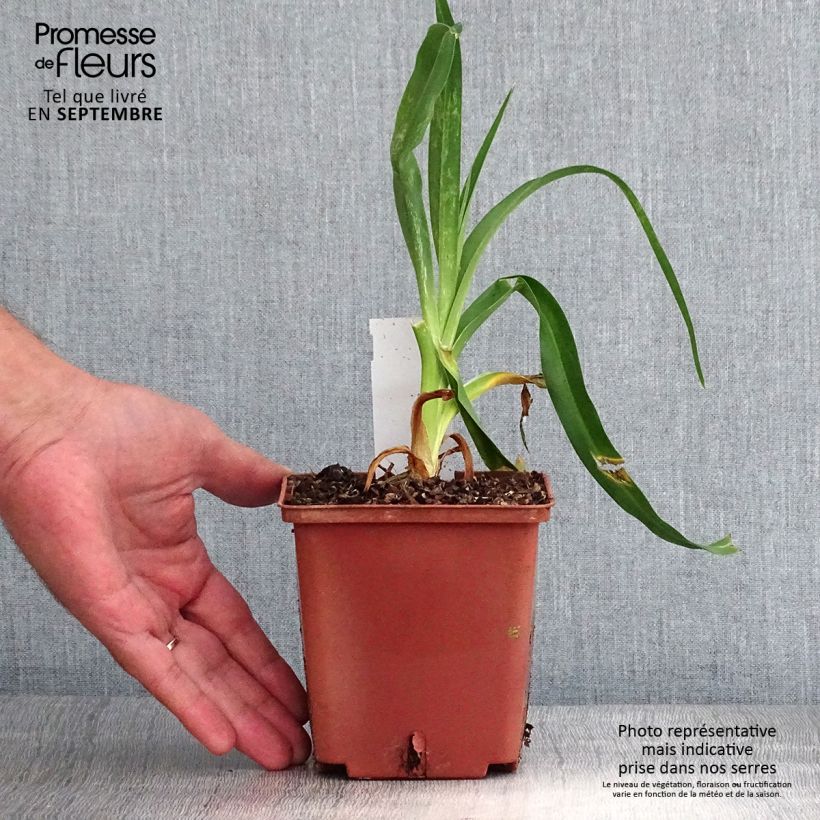 Spécimen de Hémérocalle Startle - Lis d'un jour Pot de 1L/1,5L tel que livré en automne