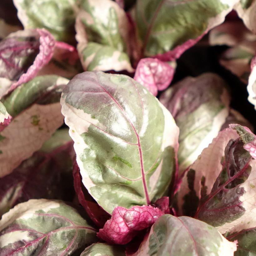 Hemigraphis Snow White (Feuillage)