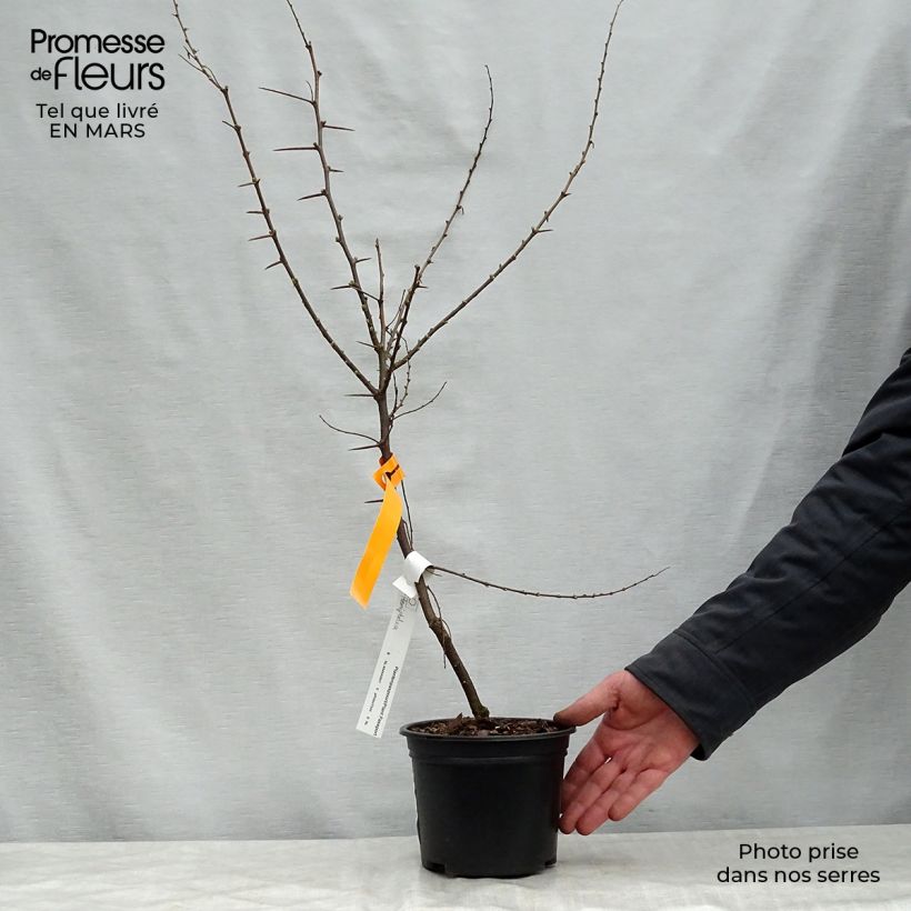 Spécimen de Hemiptelea davidii - Orme chinois épineux Pot de 2L/3L tel que livré au printemps