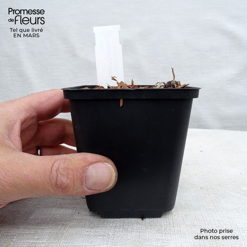 Example of Hepatica nobilis - Anémone Hépatique Godet de 8/9 cm as you get in printemps