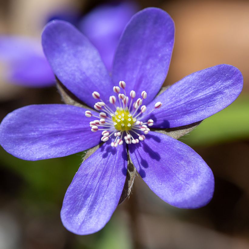 Hepatica nobilis - Anémone Hépatique (Flowering)