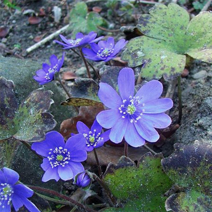 Hepatica transsilvanica Blue Jewel, Anémone Hépatique (Flowering)