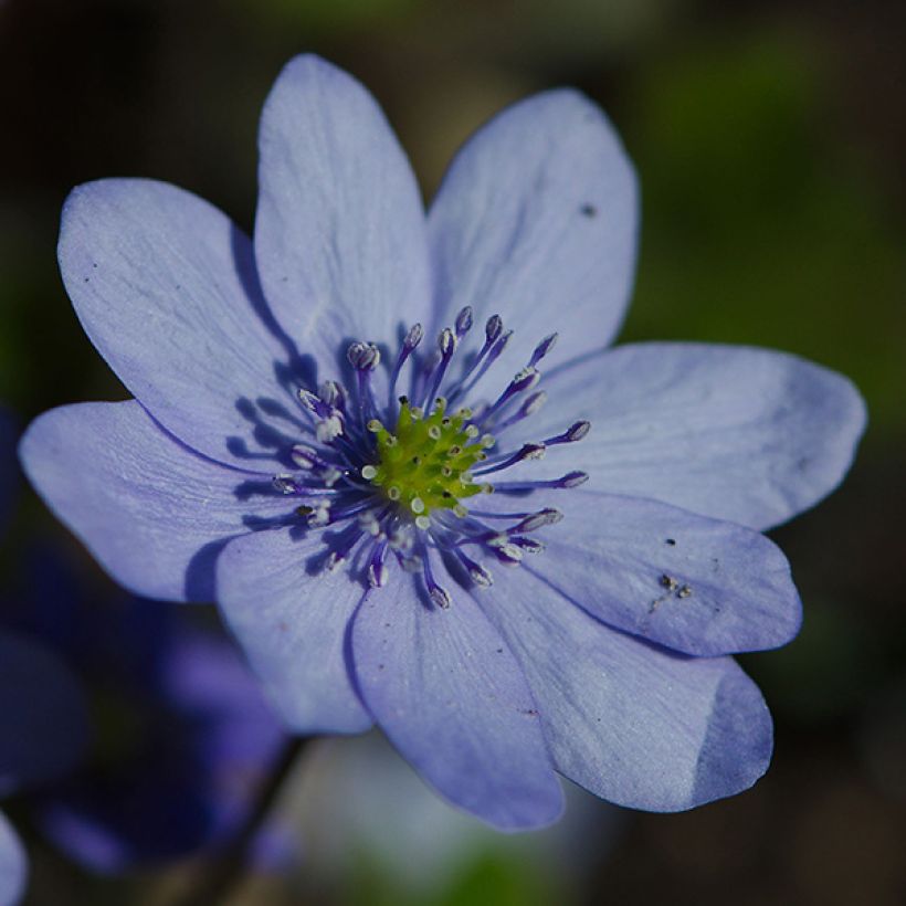 Hepatica transsilvanica De Buis, Anémone Hépatique (Flowering)
