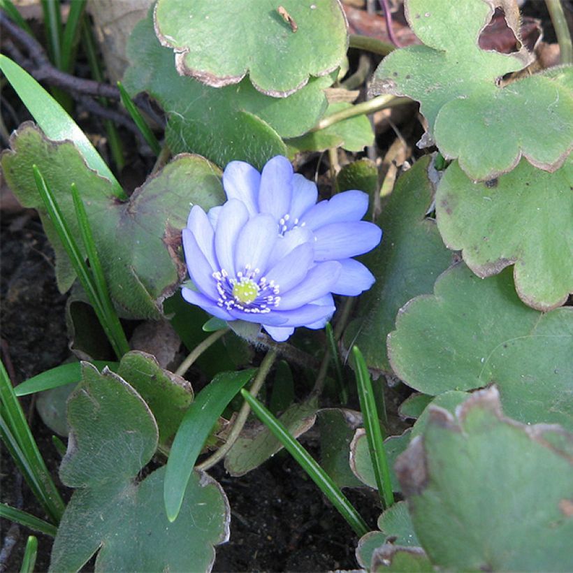 Hepatica transsilvanica De Buis, Anémone Hépatique (Plant habit)