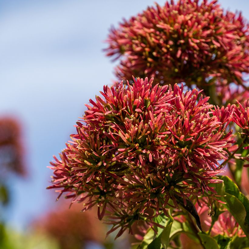 Heptacodium miconioides Temple of Bloom - Arbre aux sept fleurs (Flowering)
