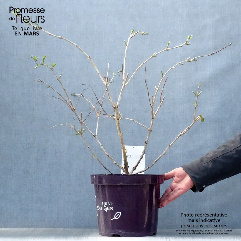 Example of Heptacodium miconioides Tianshan - Arbre aux 7 fleurs Pot de 7,5L/10L as you get in printemps
