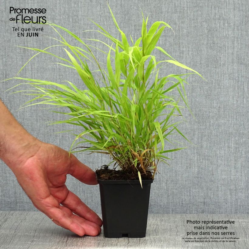 Spécimen de Herbe du Japon - Hakonechloa macra All Gold Godet de 8/9 cm tel que livré en été