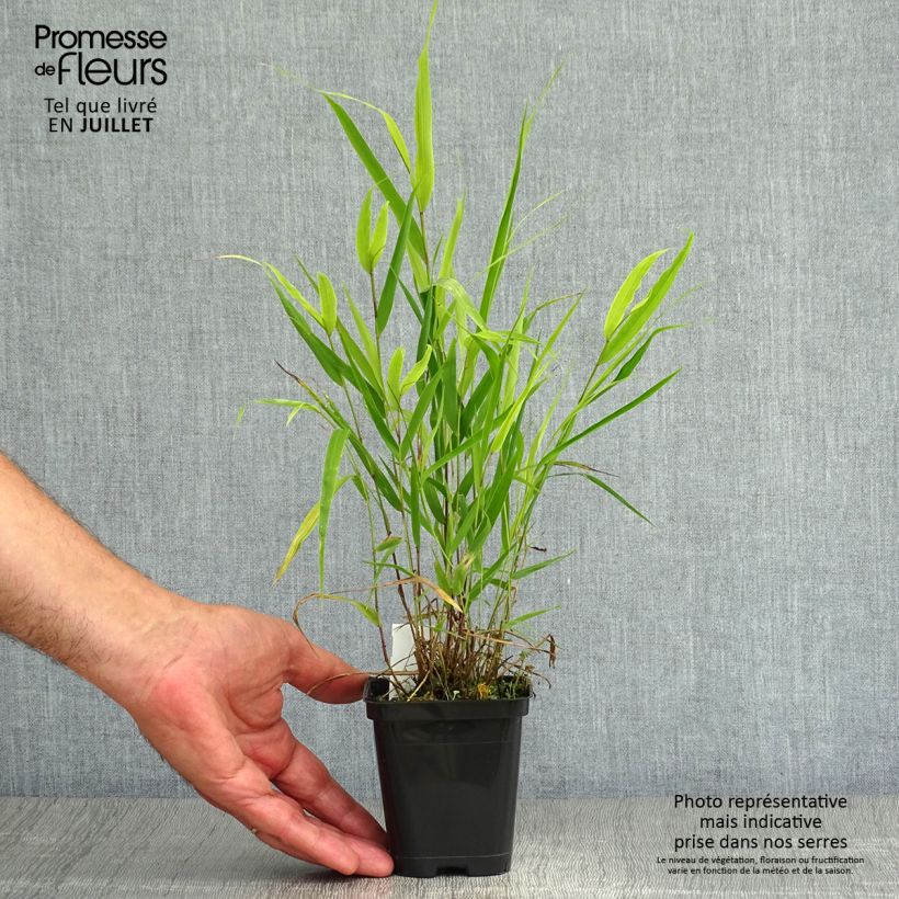 Spécimen de Herbe du Japon - Hakonechloa macra Godet de 8/9 cm tel que livré en été