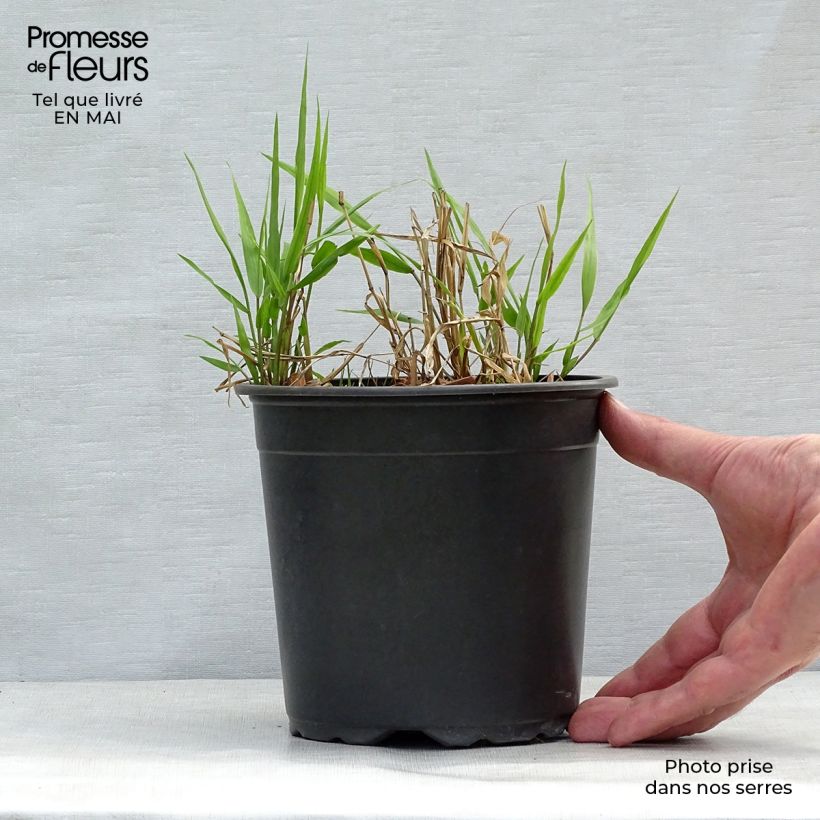 Example of Herbe du Japon - Hakonechloa macra Pot de 2L/3L as you get in printemps