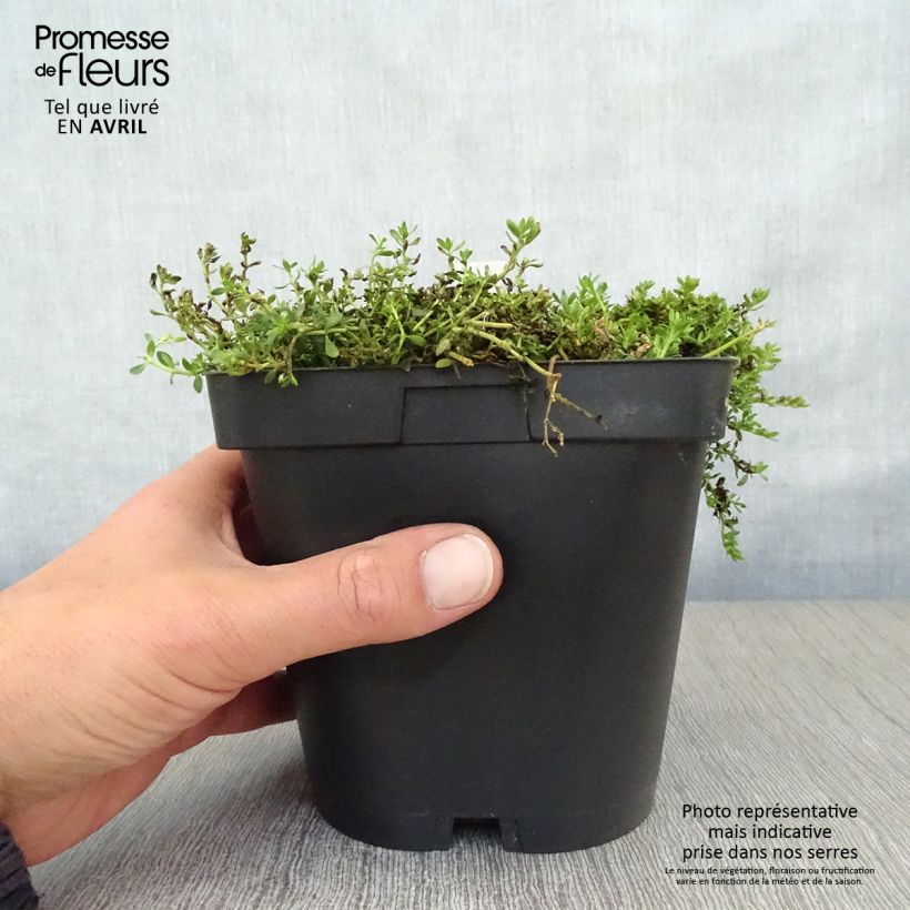 Example of Herniaria glabra - Turquette Pot de 2L/3L as you get in printemps