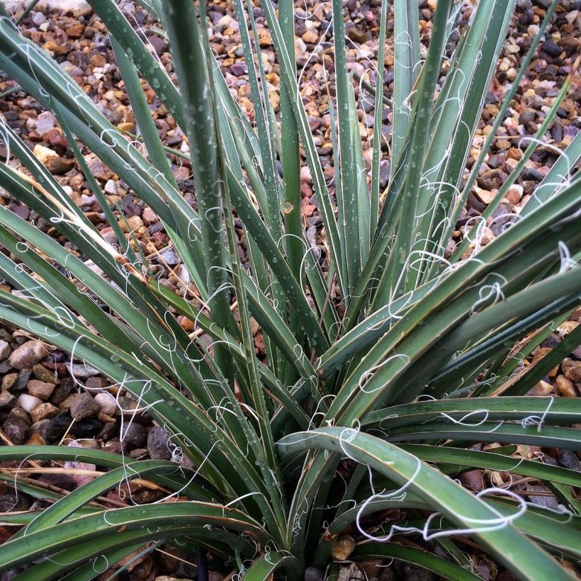 Hesperaloe parviflora - Yucca rouge (Foliage)