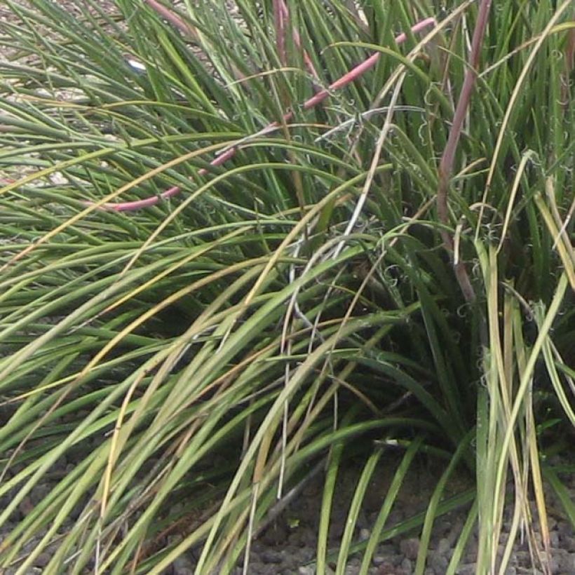 Hesperaloe parviflora Rubra - Yucca Rouge. (Foliage)