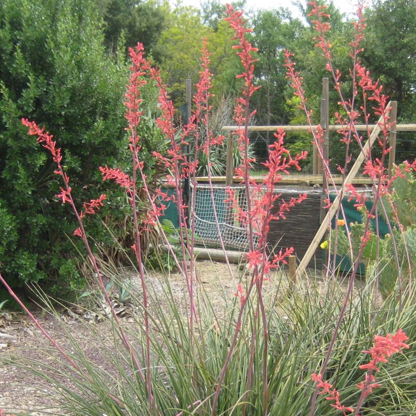 Hesperaloe parviflora Rubra - Yucca Rouge. (Flowering)