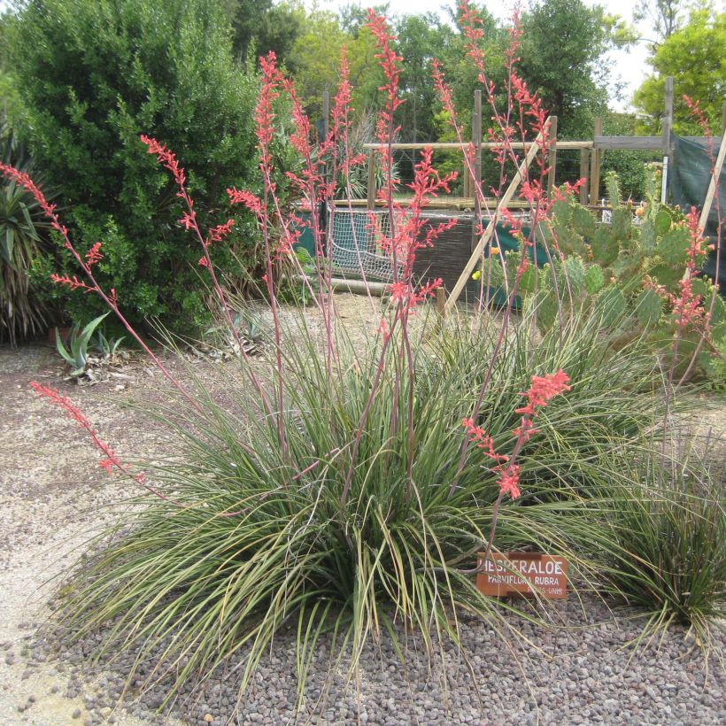 Hesperaloe parviflora Rubra - Yucca Rouge. (Plant habit)