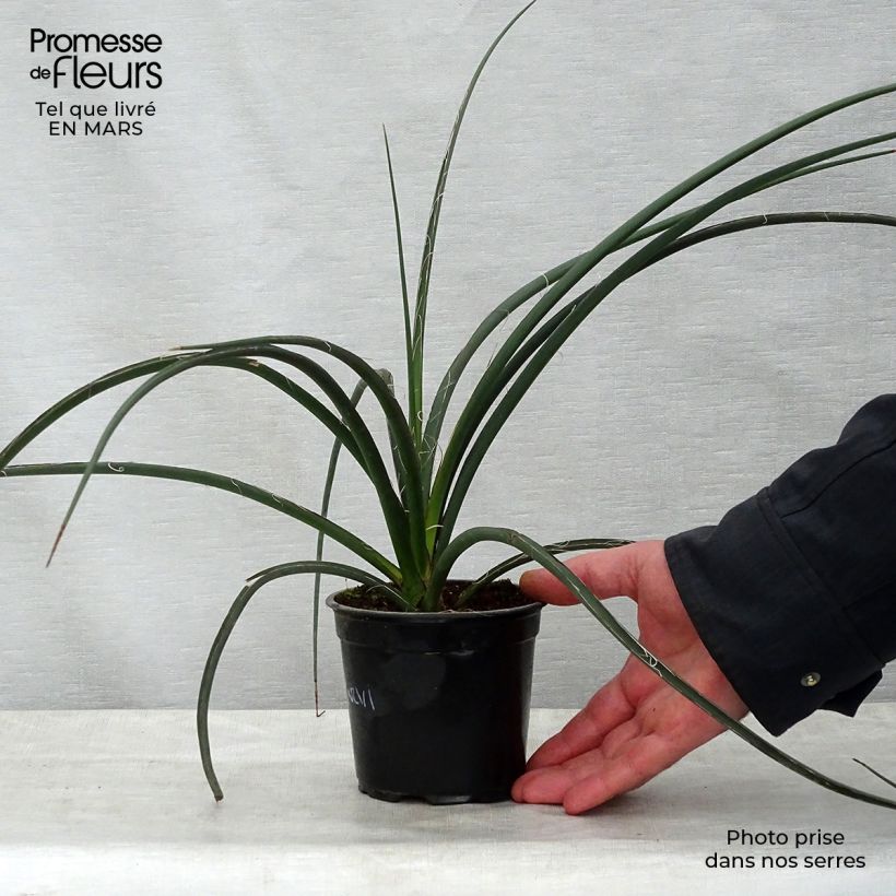 Example of Hesperaloe parviflora - Yucca rouge Pot de 7,5L/10L as you get in printemps