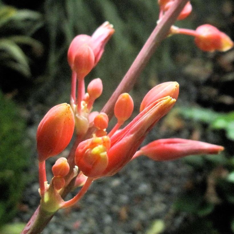 Hesperaloe parvifolia Rose des Sables (Flowering)