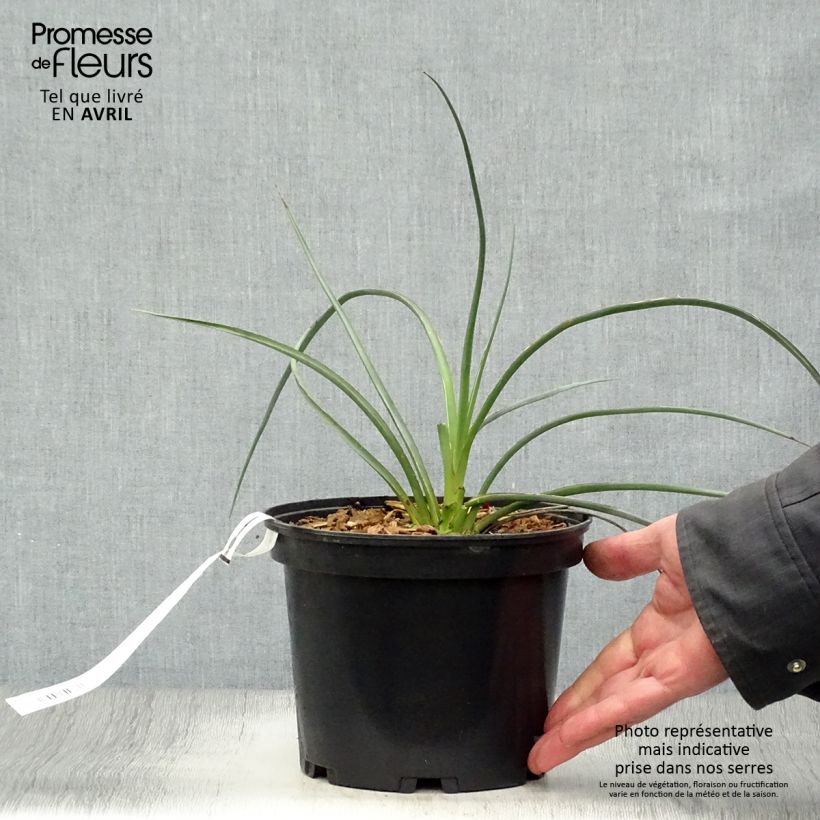 Example of Hesperaloe parvifolia Rose des Sables Pot de 2L/3L as you get in printemps