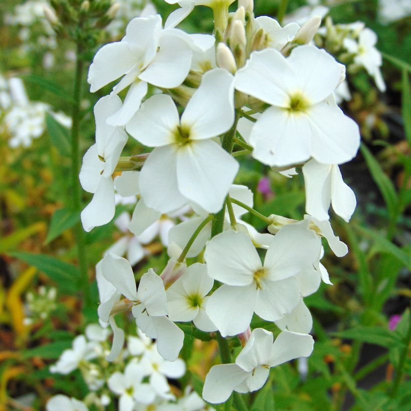 Hesperis matronalis Alba - Julienne des dames Blanche  (Flowering)