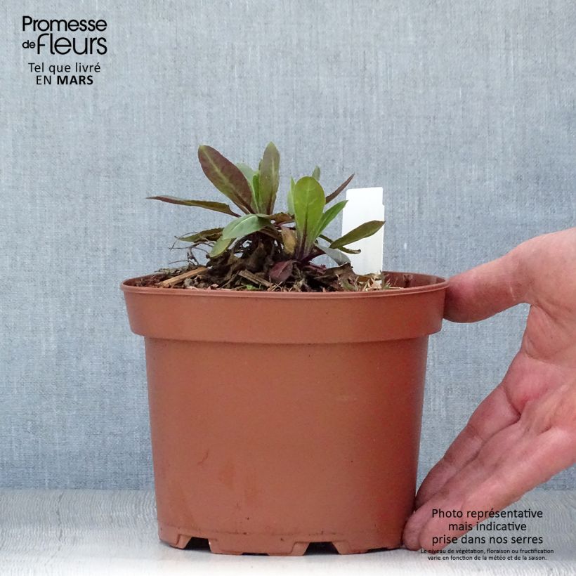 Example of Hesperis matronalis Alba - Julienne des dames Blanche  Pot de 2L/3L as you get in printemps