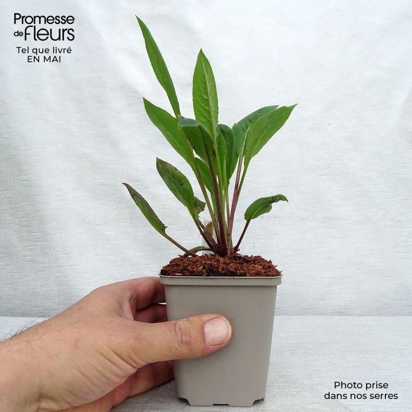 Example of Hesperis matronalis Alba - Julienne des dames Blanche  Godet de 8/9 cm as you get in printemps