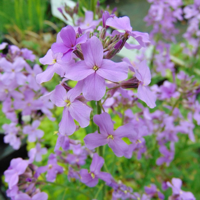 Hesperis matronalis - Julienne des Dames (Flowering)