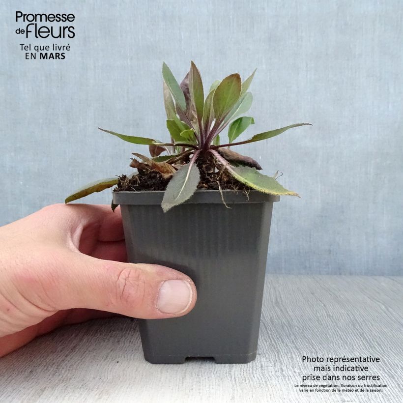 Example of Hesperis matronalis v.albiflora Alba Plena Godet de 8/9 cm as you get in printemps