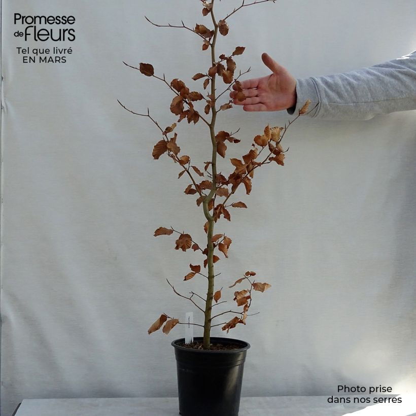 Example of Hêtre commun - Fagus sylvatica Pot de 2L/3L as you get in printemps