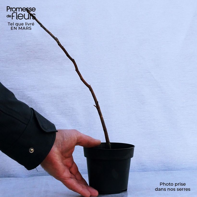 Example of Hêtre commun - Fagus sylvatica Godet de 8/9 cm as you get in printemps