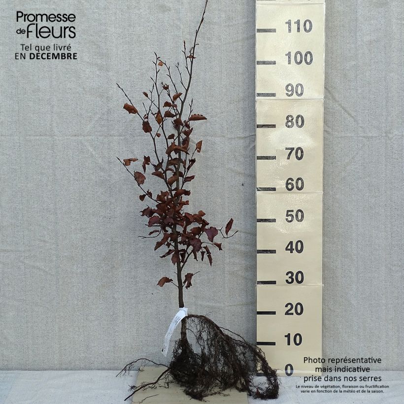 Example of Hêtre commun - Fagus sylvatica Racines nues as you get in hiver