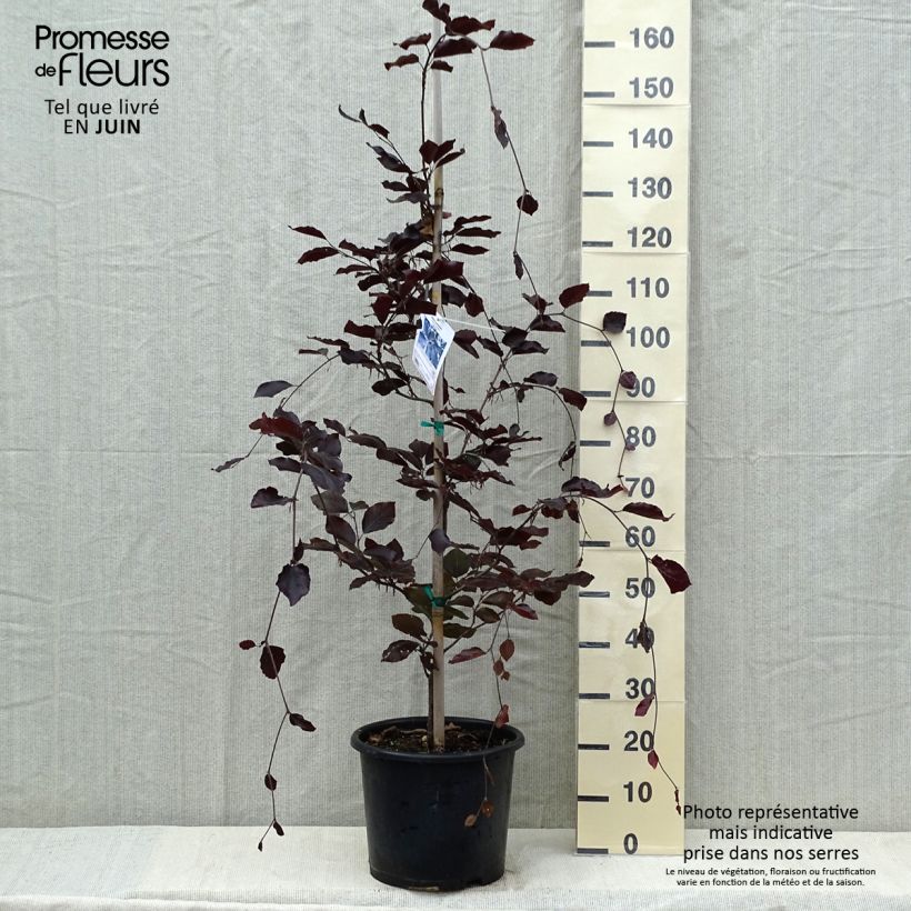 Spécimen de Hêtre pourpre - Fagus sylvatica Riversii Pot de 12L/15L, Baliveau tel que livré au printemps