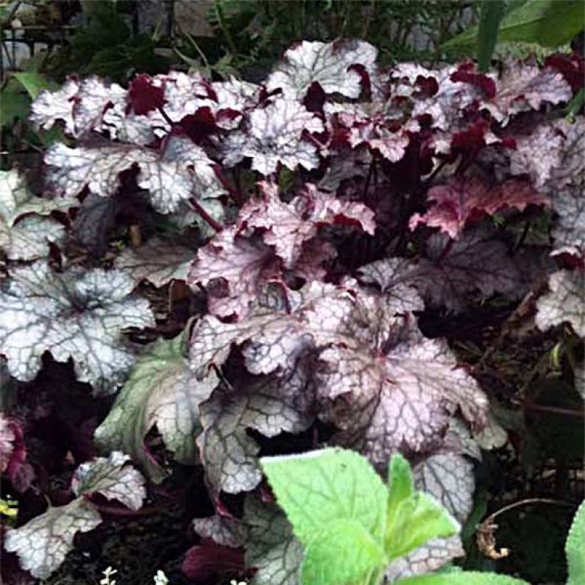 Heuchère - Heuchera Amethyst Myst (Flowering)