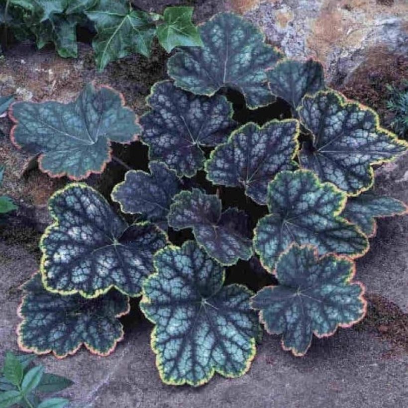 Heuchère - Heuchera Beauty Color (Port)